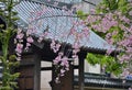 Cherry blossoms at the gate of ShÃÂfukuji temple, Fukuoka city, Japan.